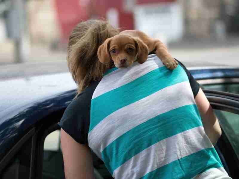 moving with your dog abroad